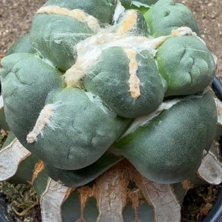 血***霭无花朵福利苗接大尤蛋318