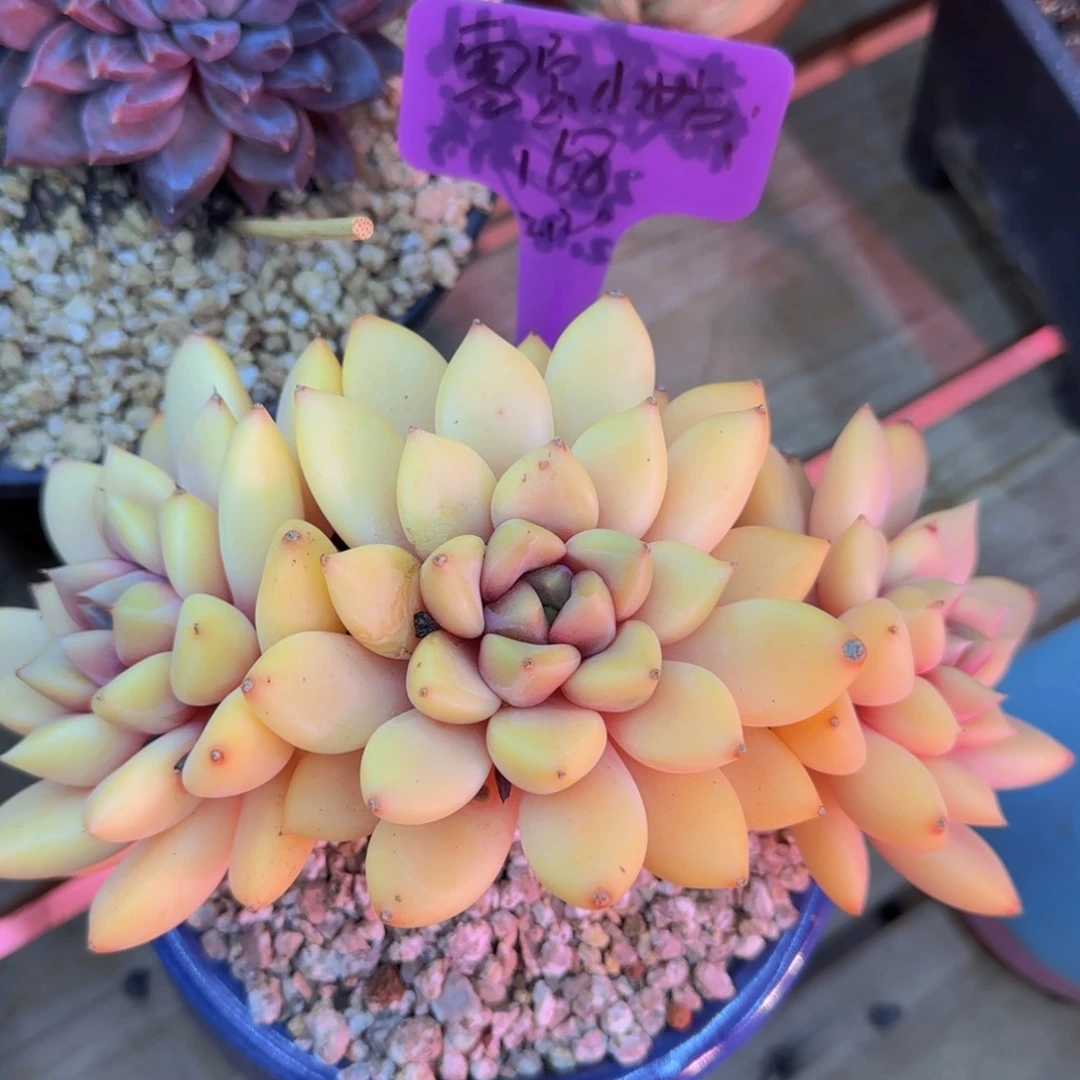 多肉植物红象牙 小姑姑