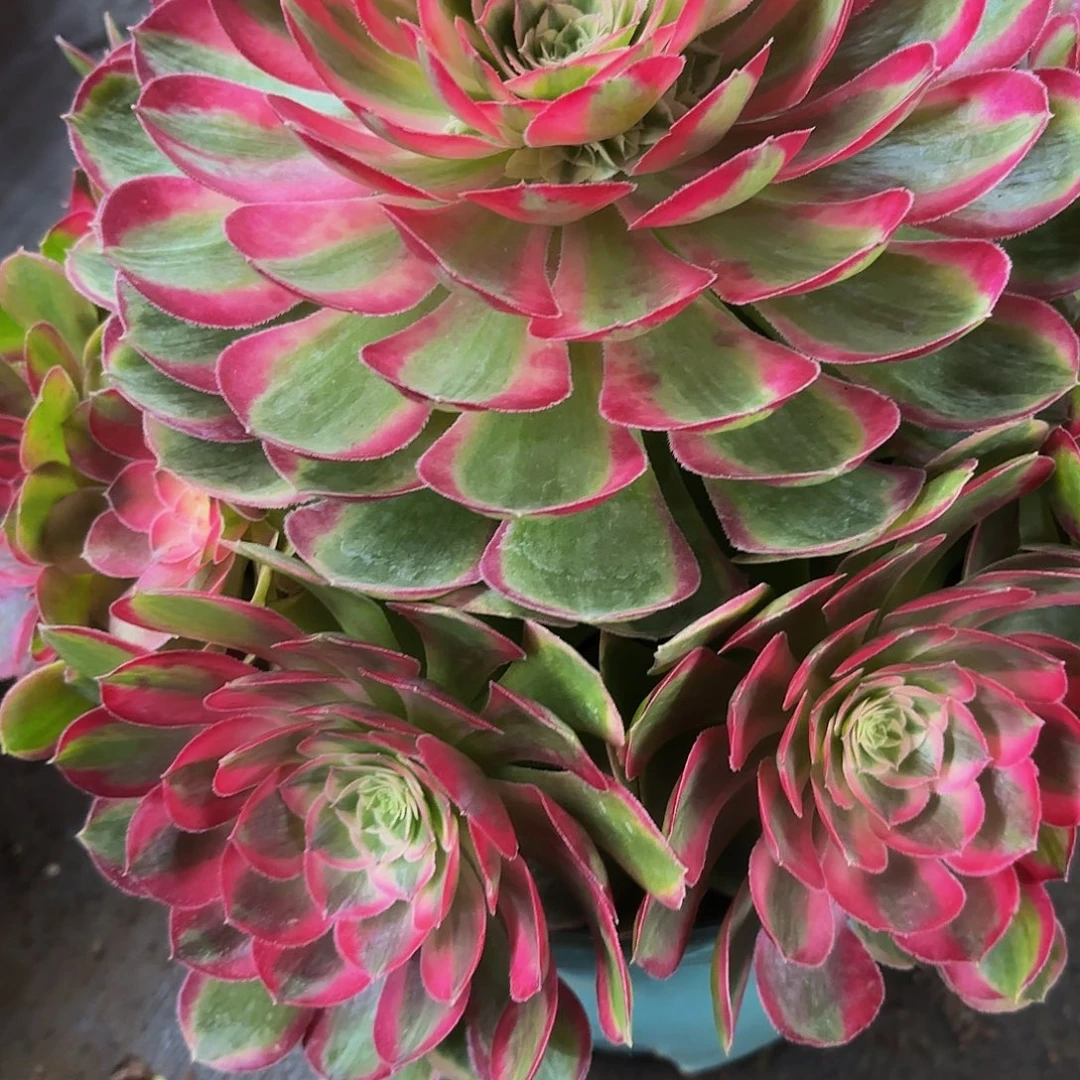 哈哈多肉葡萄孔雀062