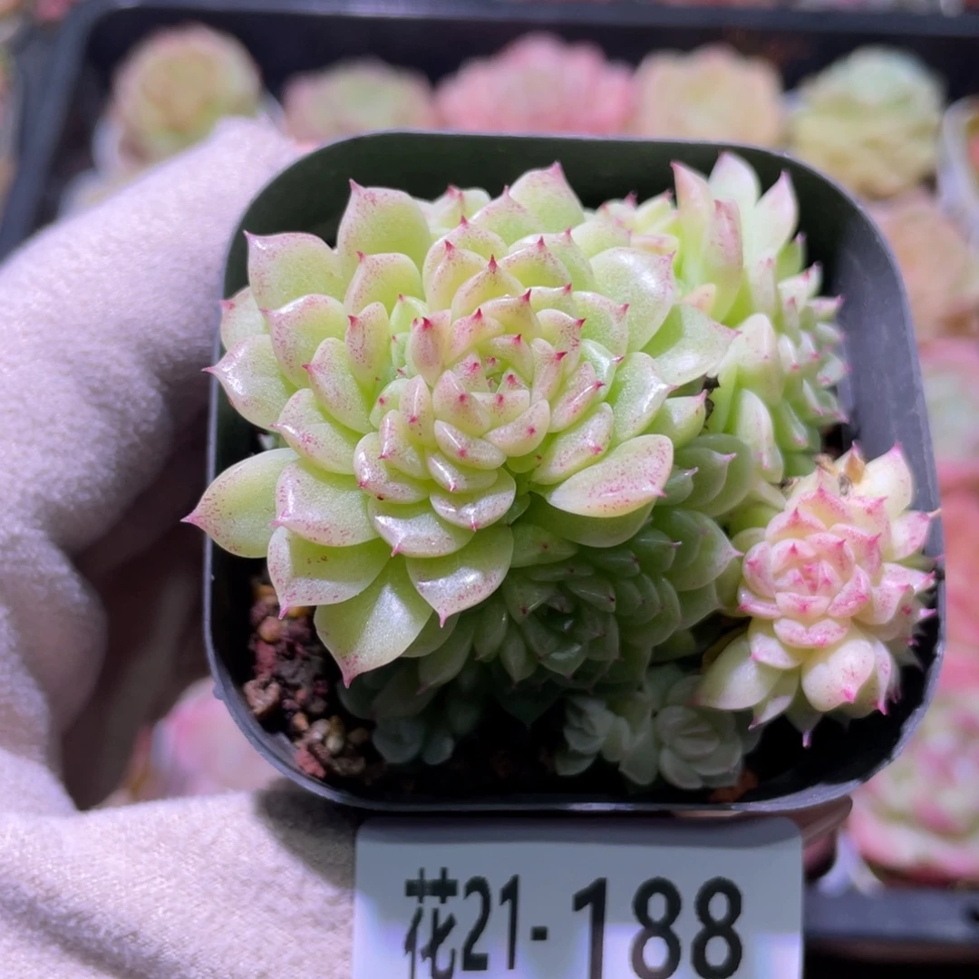 花利美21-188麦秆群