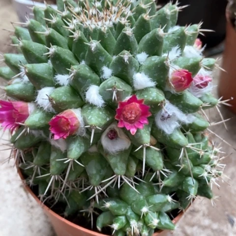 毛像仙人球12米仙人球