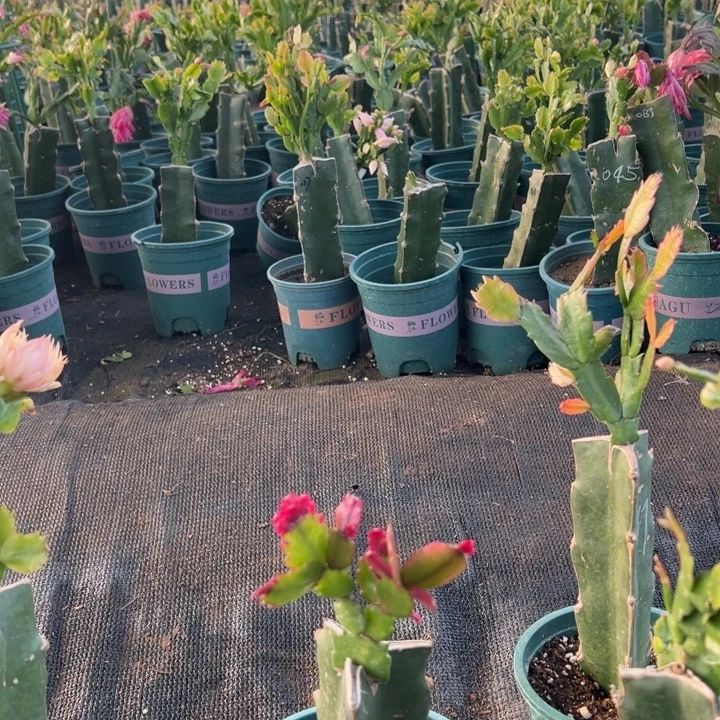 陌***言8号037黄色花朵00000