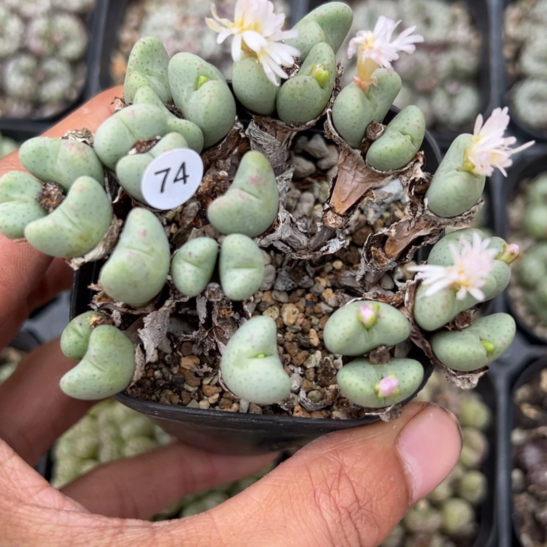 多肉植物111111111111111