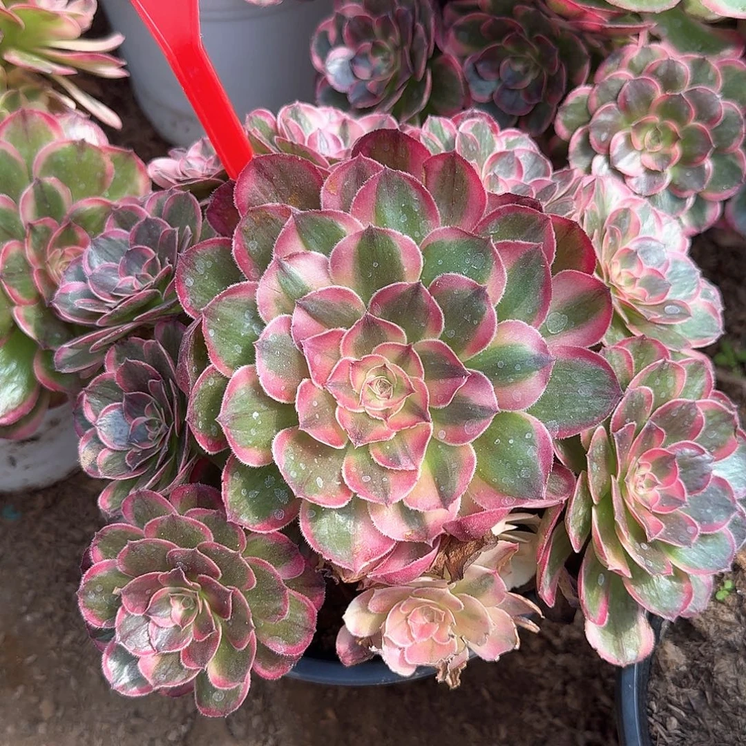 3-8224海神多肉法师