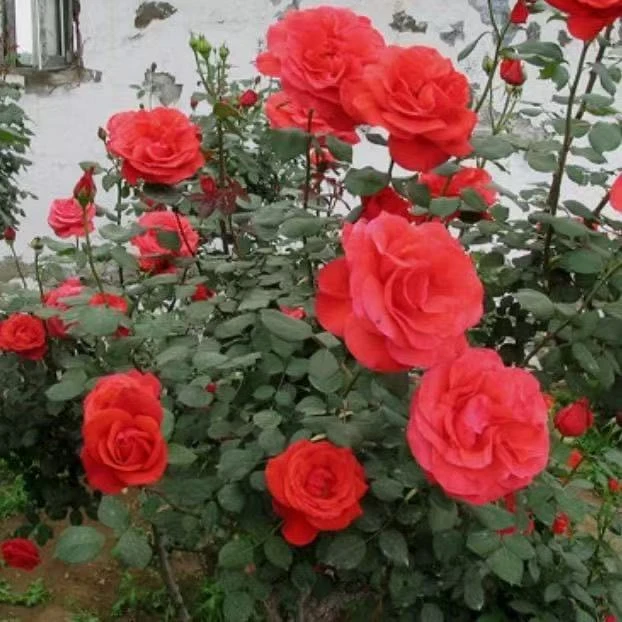 【红绯扇】树桩嫁接月季花盆栽地栽阳台庭院