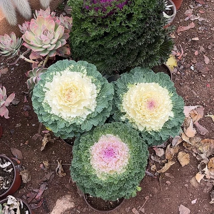 羽衣甘蓝19.8一颗，图片有4个