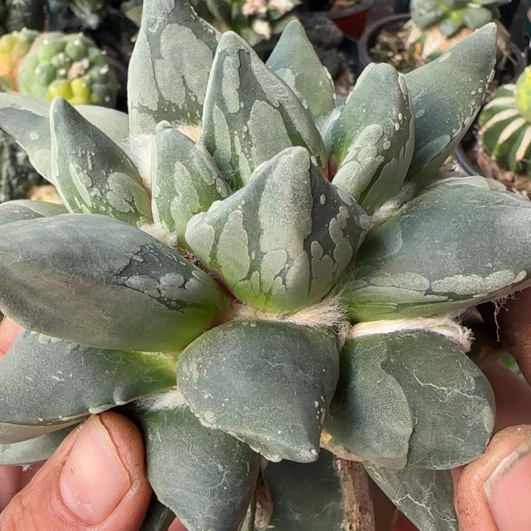 【闪购商品】L****⁸葵青瓷485