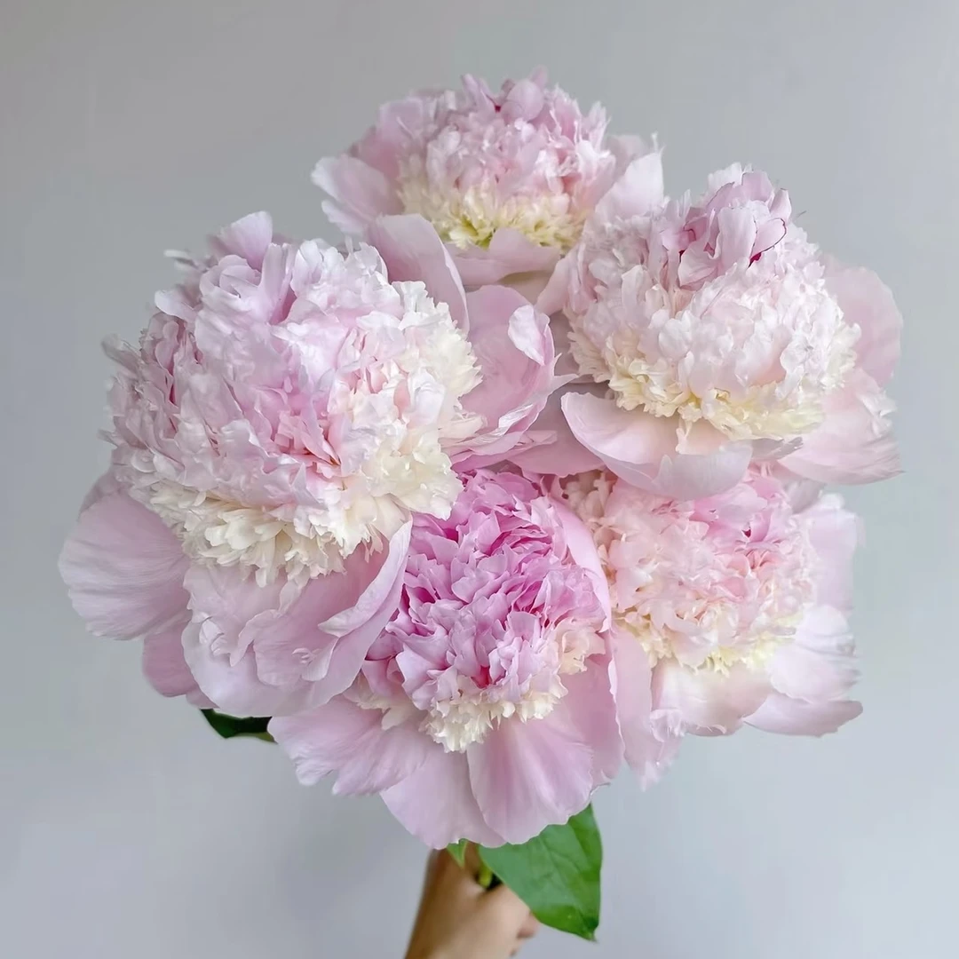 现货速发天使脸颊反季节芍药鲜花生日