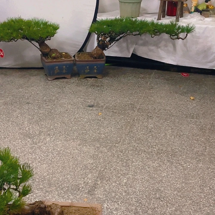 完全开放老桩临水黑松盆景