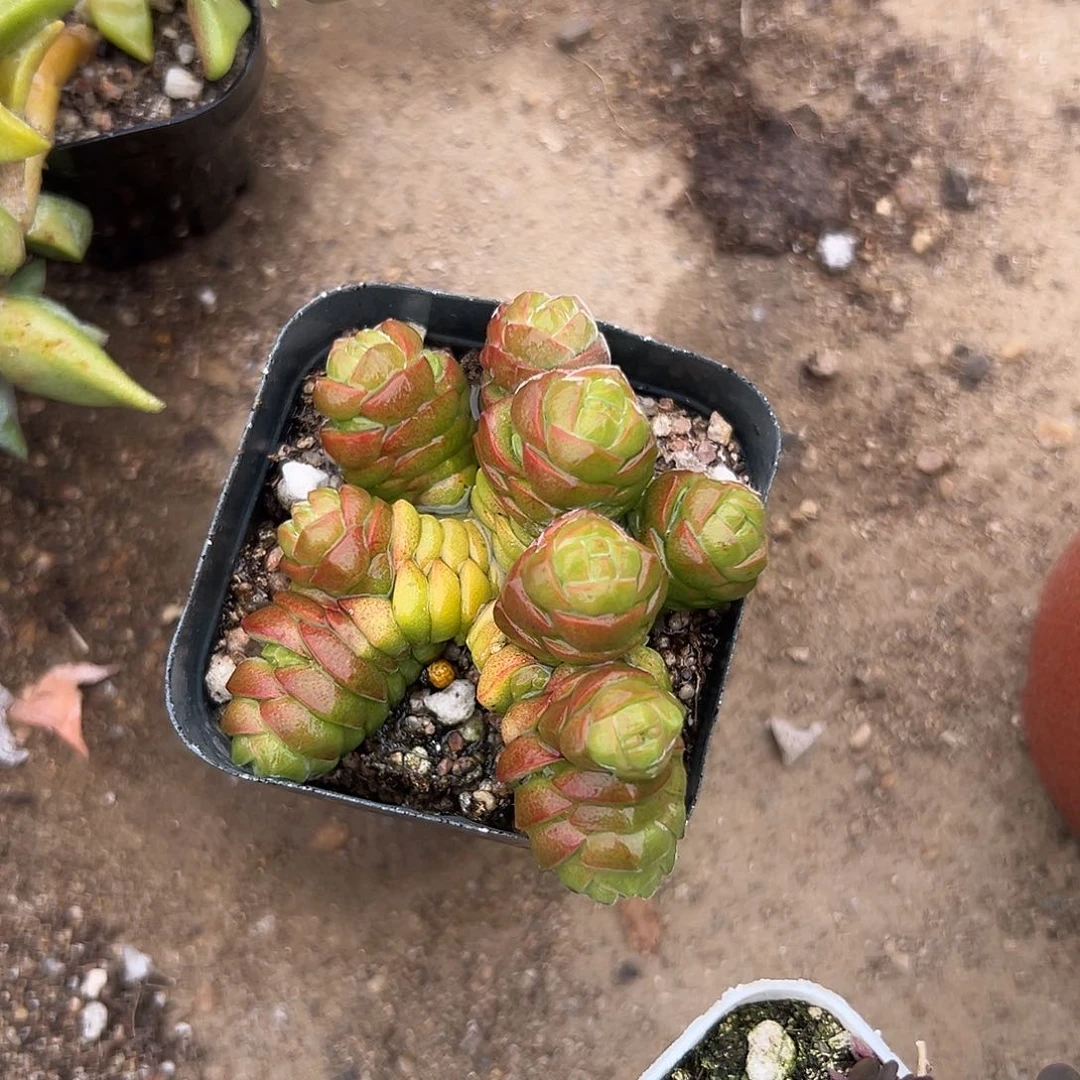 多肉植物绒塔群生