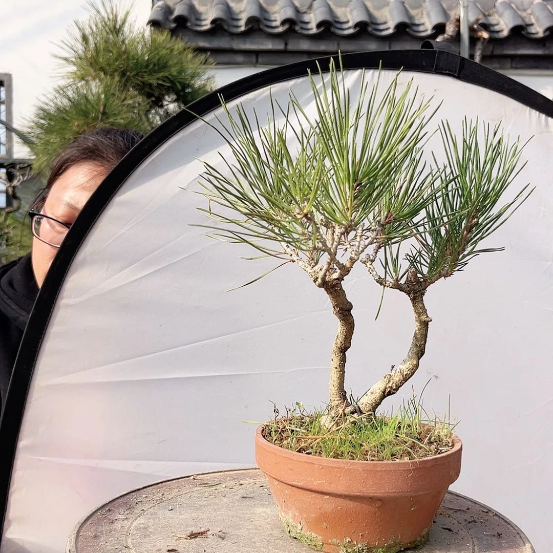 我****记高端盆栽黑松