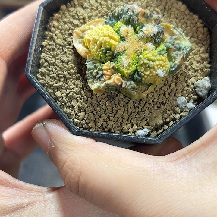 18号自根哥斯拉龟甲散斑锦比较缺水4.2公分