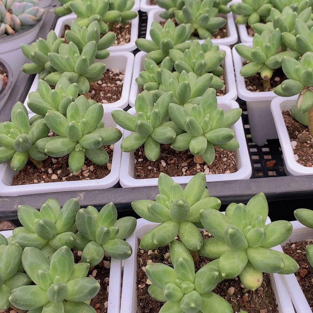 优选千代甜1355778899999