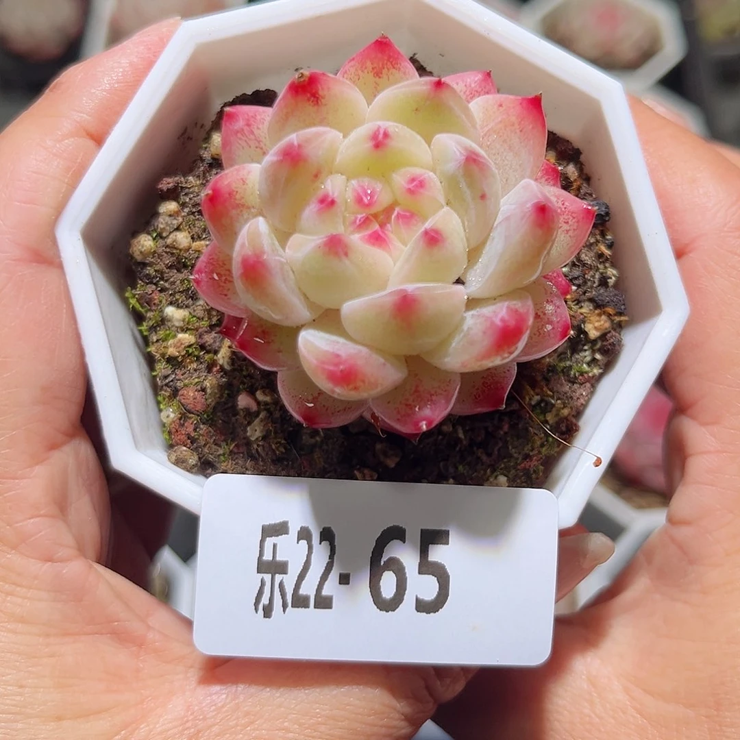 乐22-65白桃单头