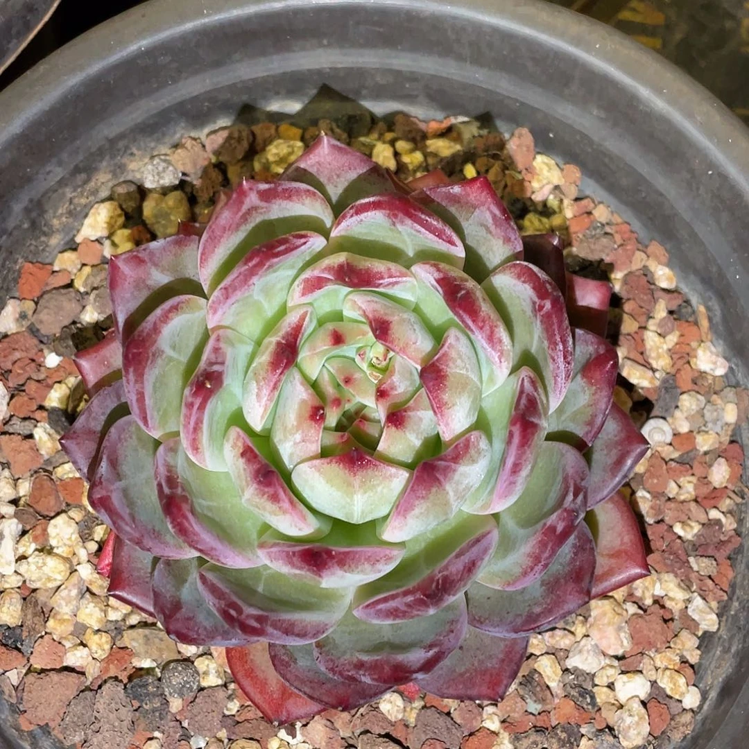 多肉植物一物一拍