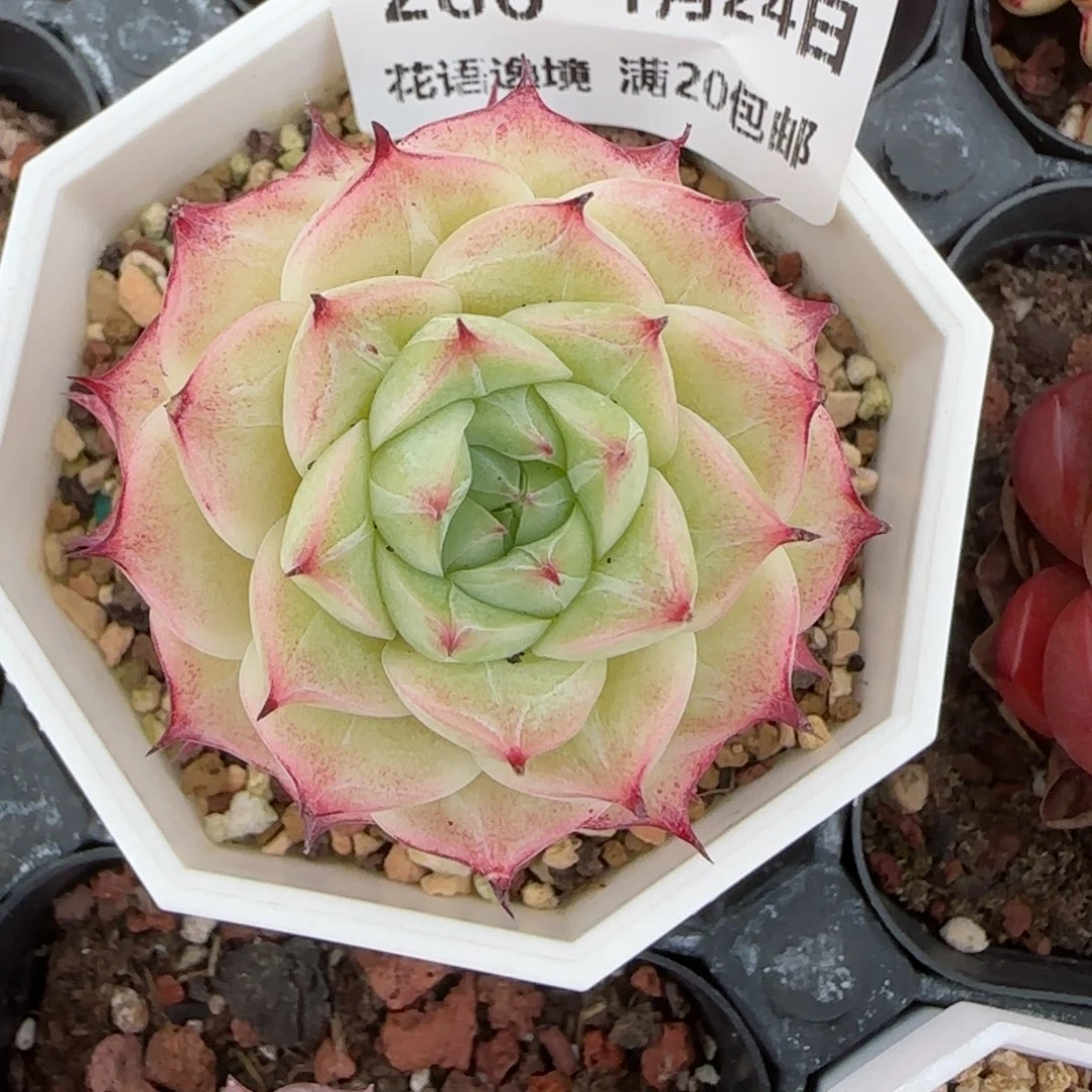 花语逸境0124-286