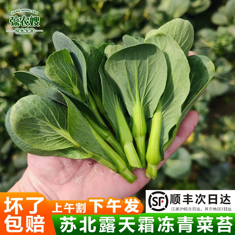苏北农家露天青菜苔新鲜霜冻菜心苏州青油菜苔黑菜尖青菜芯白菜苔