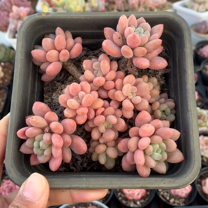 精控鱼子酱群多肉