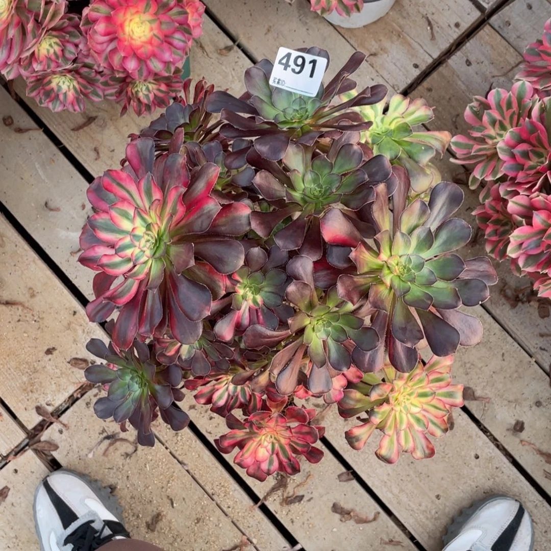 *****491花蝴蝶多肉植物手捧