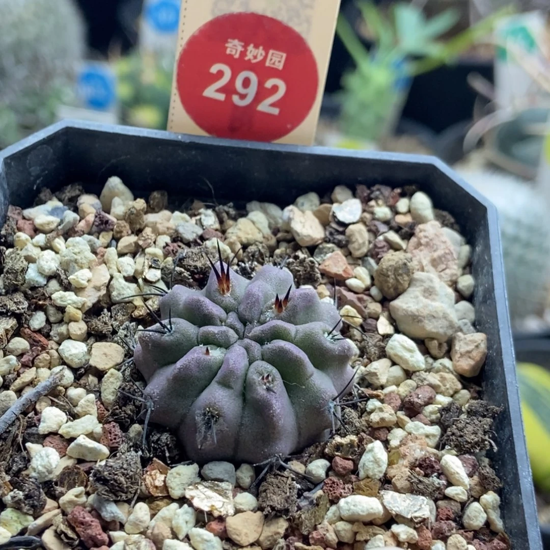 实生白肌素妆玉2.7cm