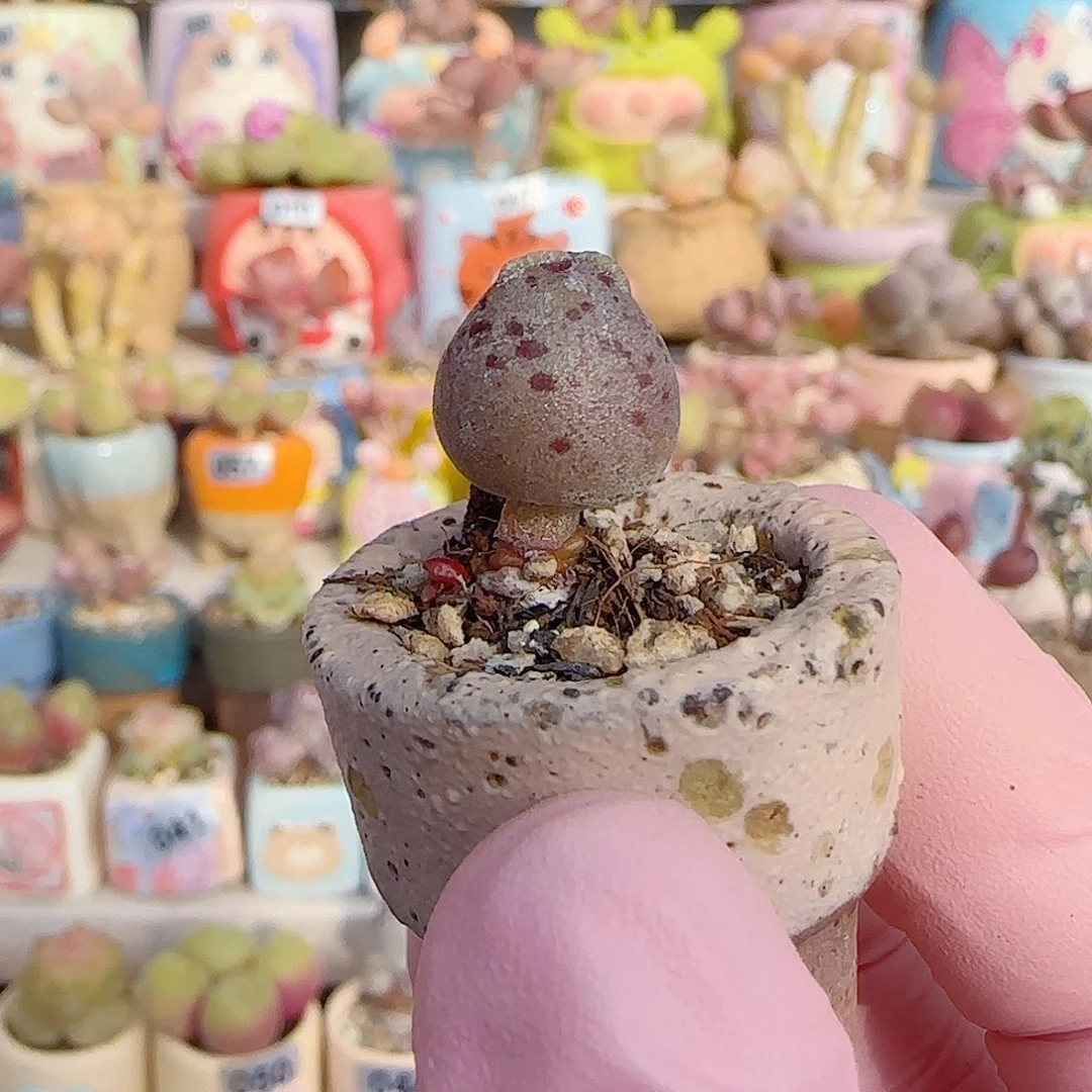 圆滚滚粉丸海豹 盆口2.5cm