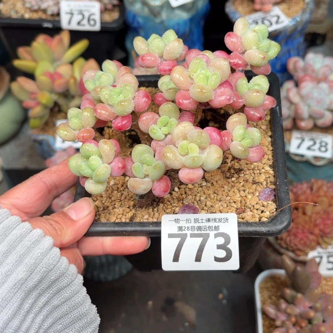 鱼子酱老桩无盆土发货