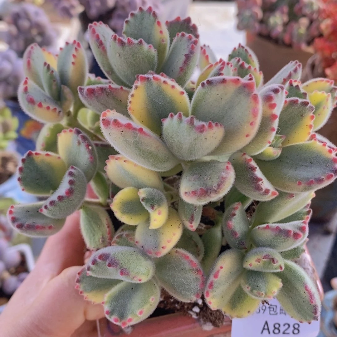 彩熊不包整10cm828多肉植物