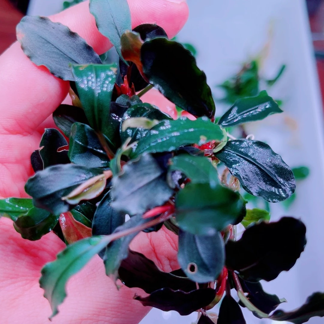 啦***啦美小呆哇塞套餐一个