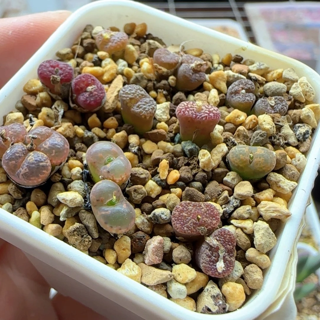 6225 大白多肉植物园