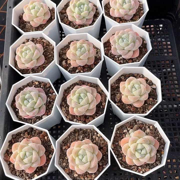 薇薇安园艺多肉1296