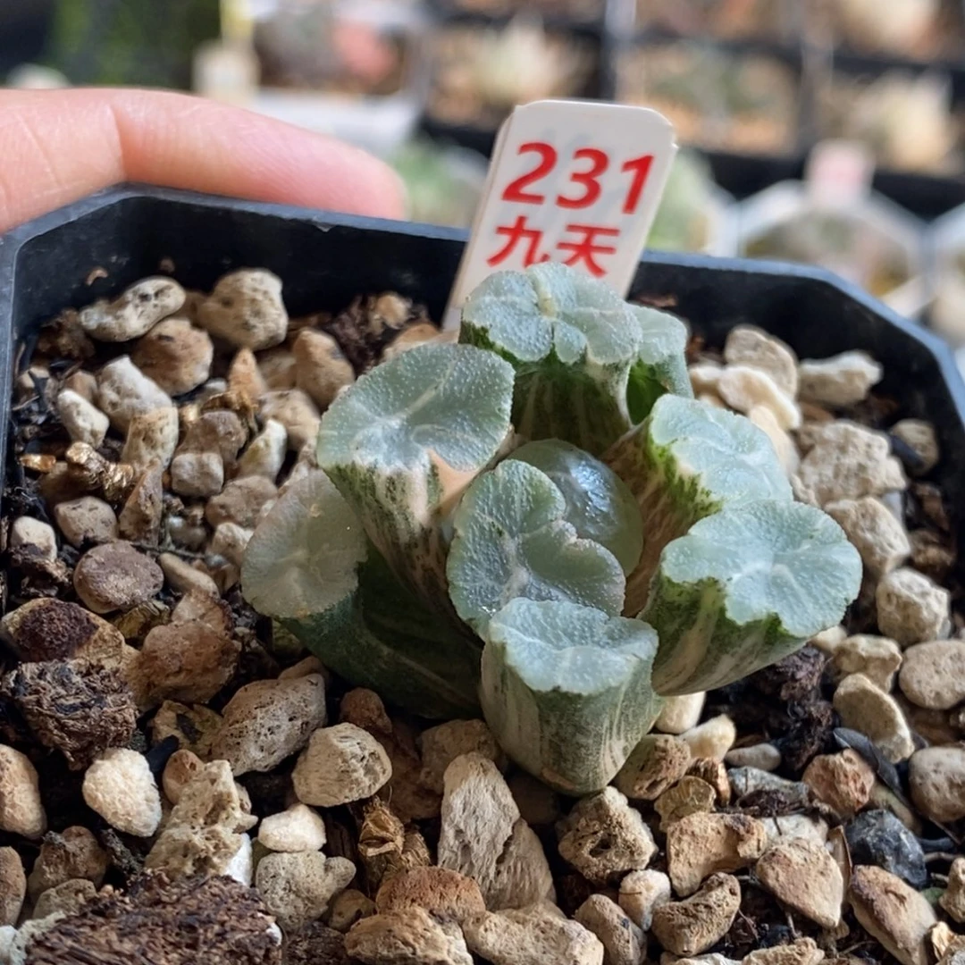 231号实生万象锦多肉