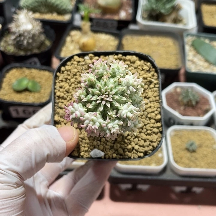 145白桦麒麟锦仙人球