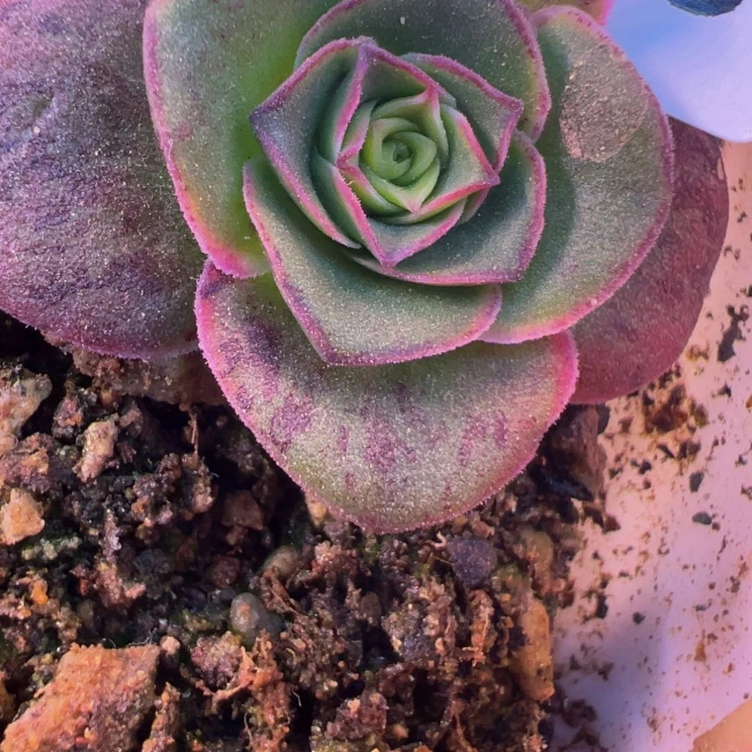 小**伊陈陈923混血梅萦下播福利