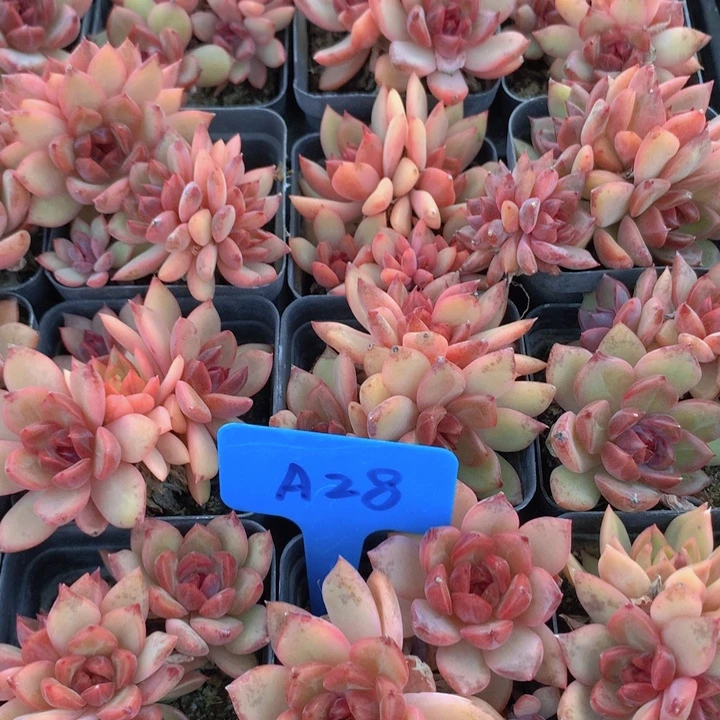 a28舒婷群生带盆发