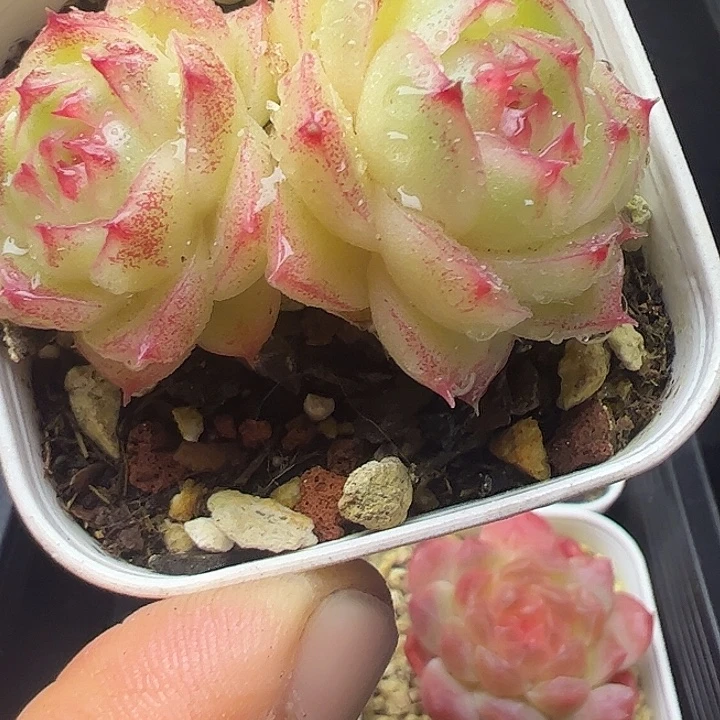 麦秆09双头11111111