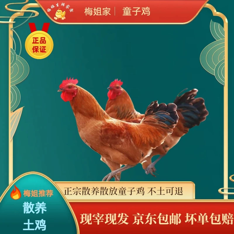 【梅姐】散养童子鸡2只 皖南林间散养仔公鸡清真红烧