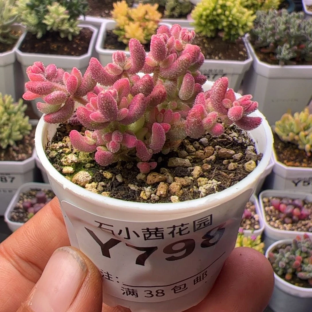 多肉植物枝干红宝石锦