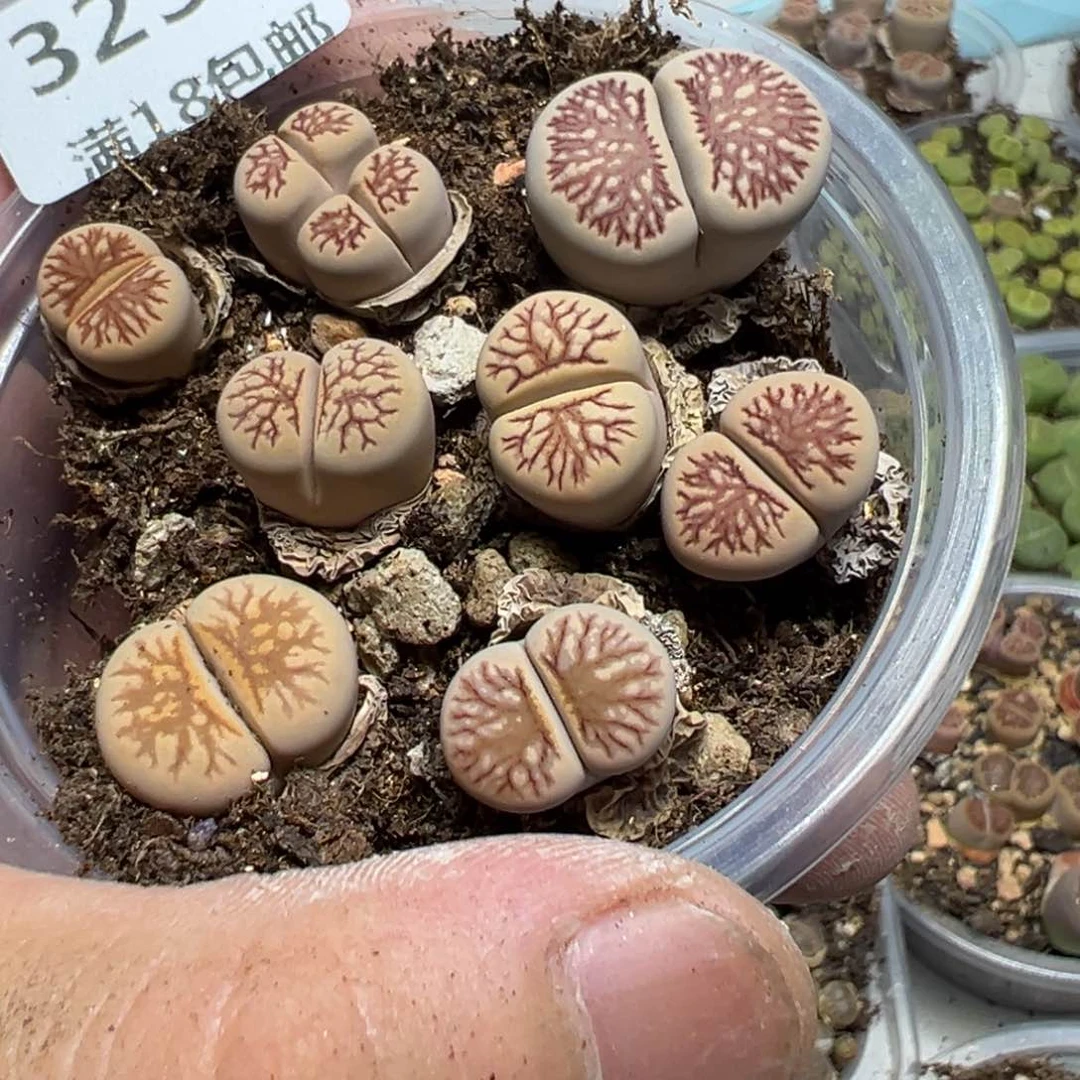 【闪购商品】325。
