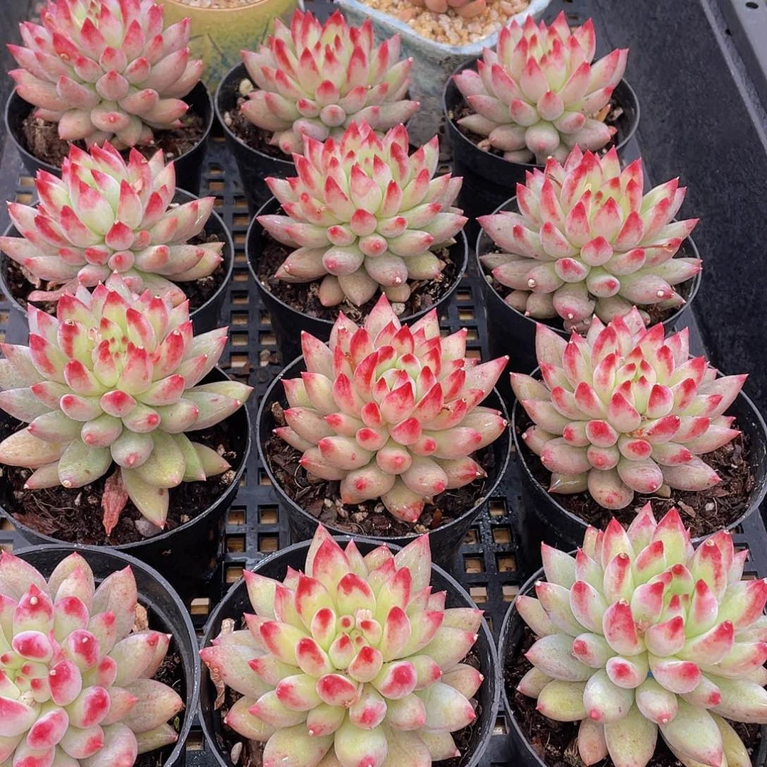 量拍136号 岩字单头一个