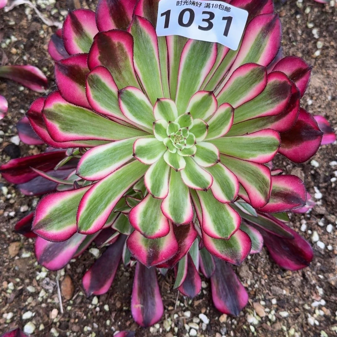 1031红铜白多肉植物