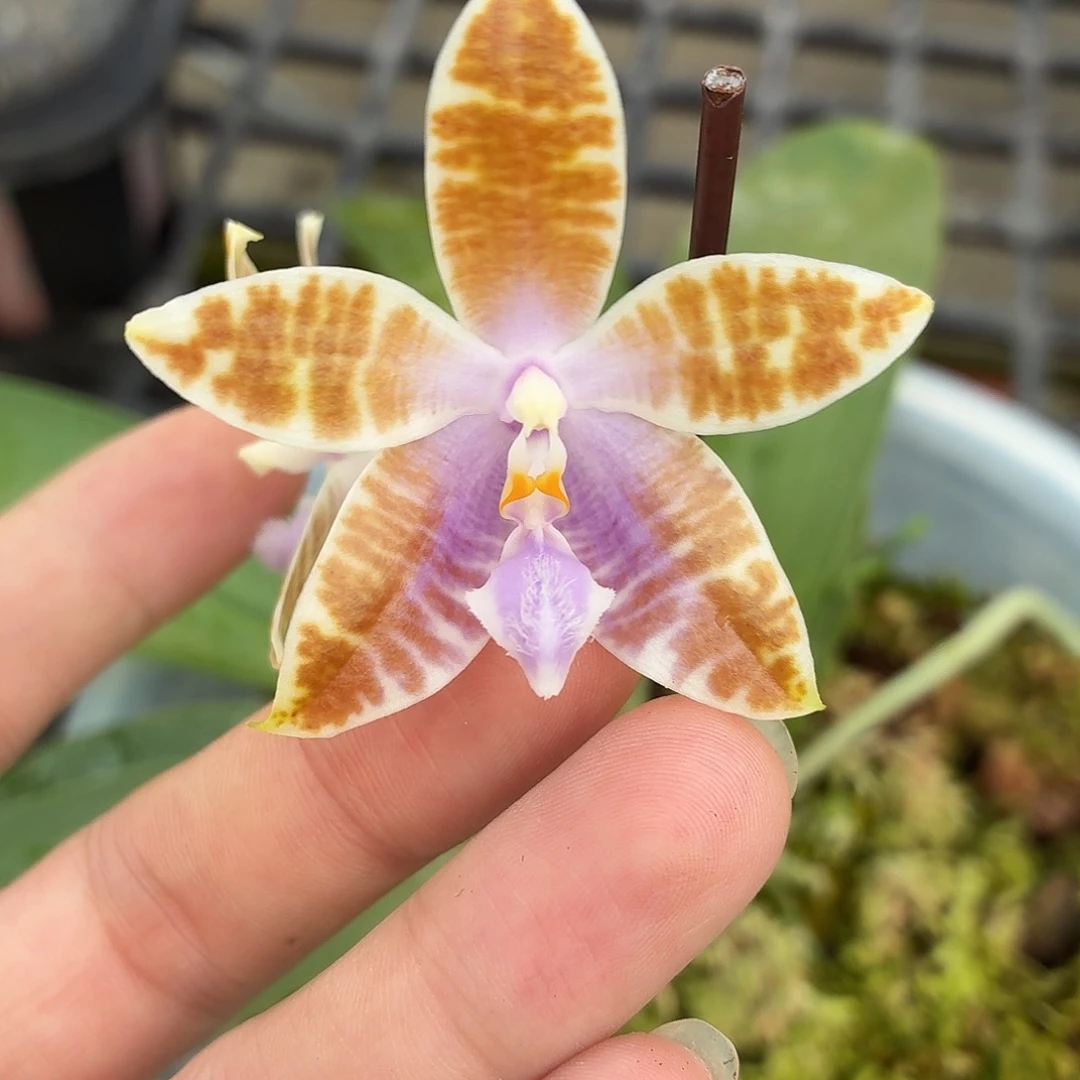 当前无花朵，栽培后可花朵A5437yss1162