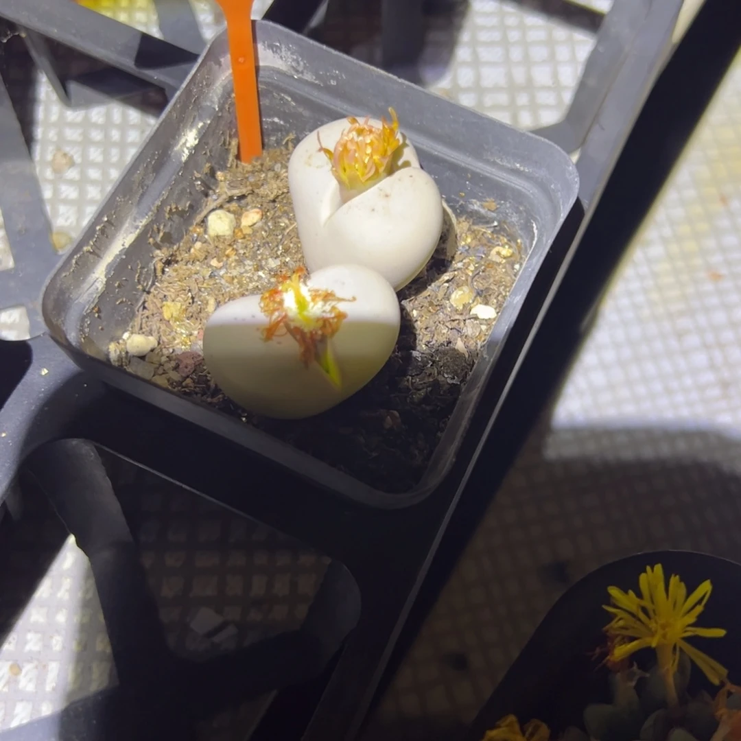 柠***水972 一物一拍，默认有伤，介意勿拍，不退不换