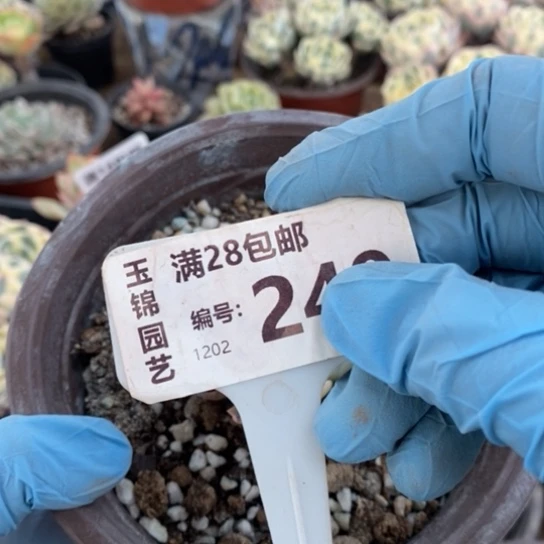 释***念240一一一一一一一一一