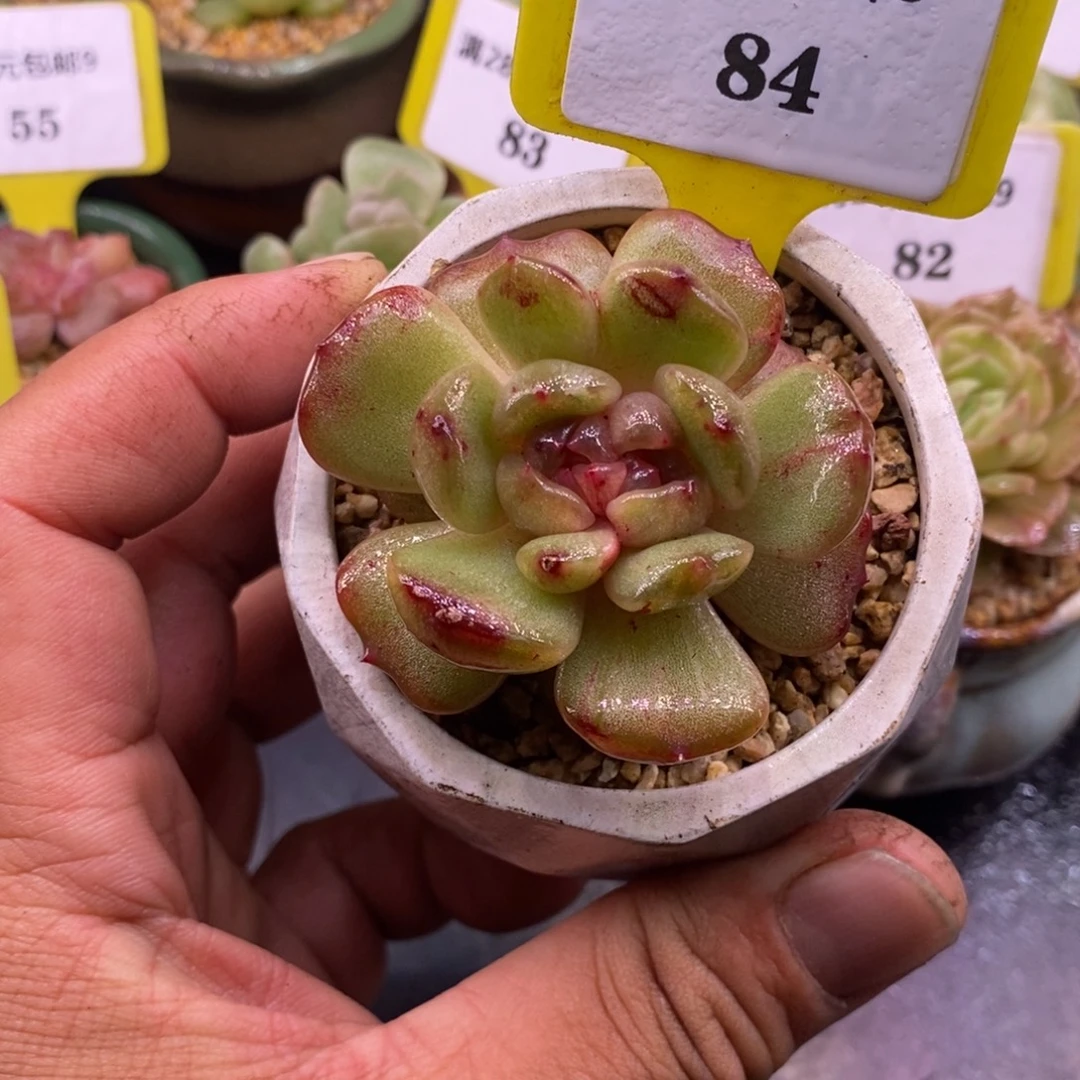 984红恋石化拉丝锦……