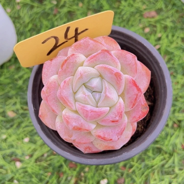 健健康康平平安安