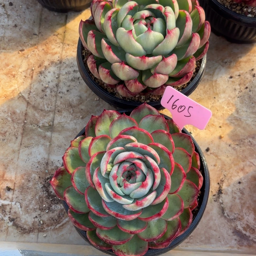 惊鸿好看1606号好看