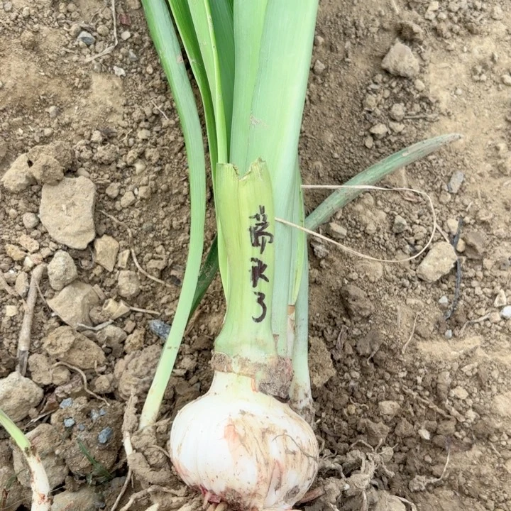 无花朵瑞秋包对版三号