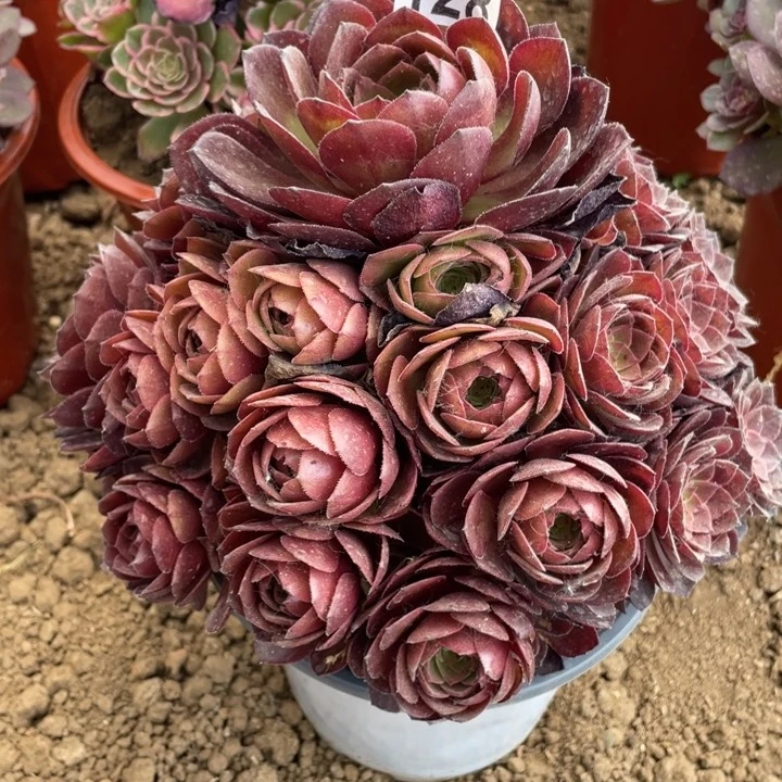 128多肉植物红魔