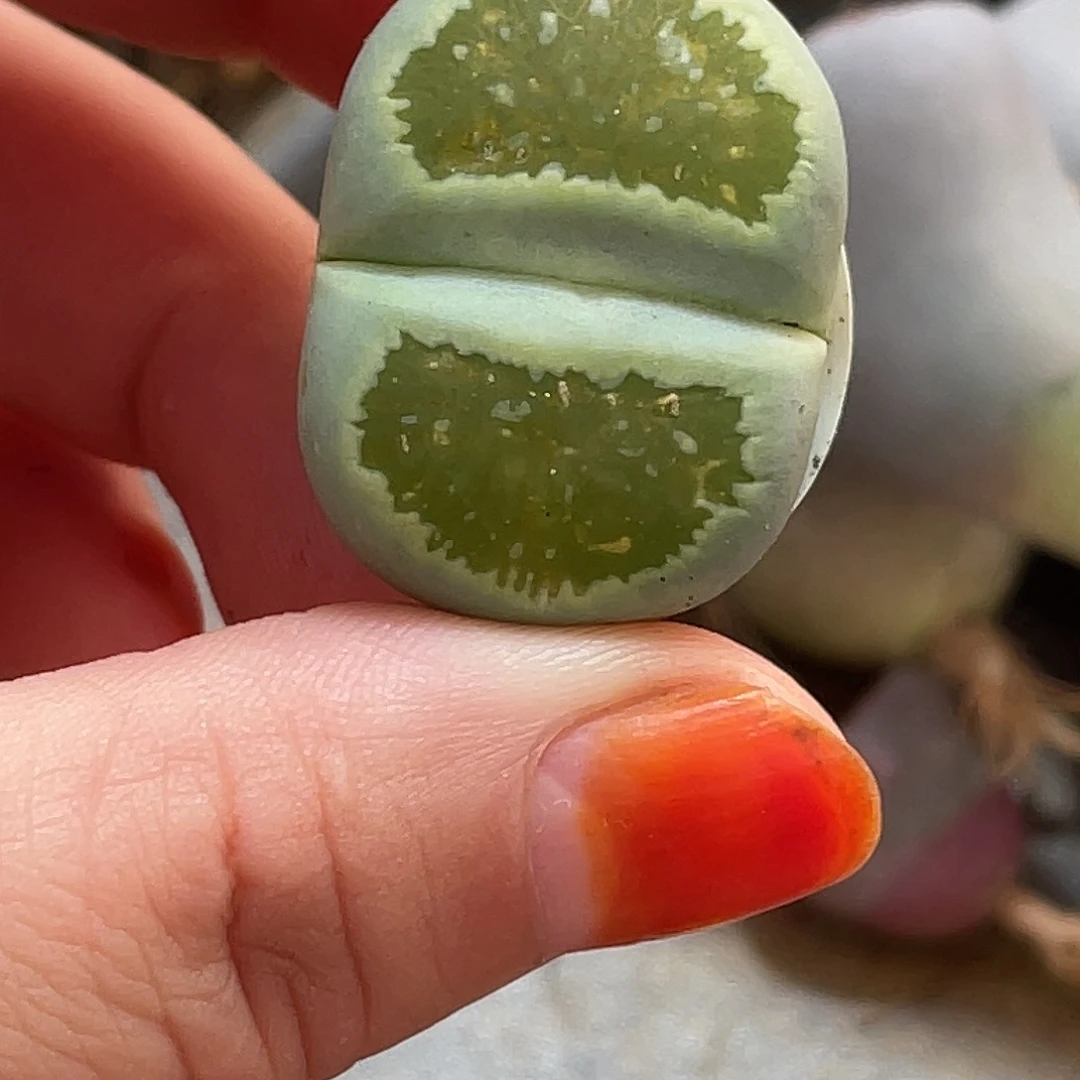 向**行生石花一颗绿菊362