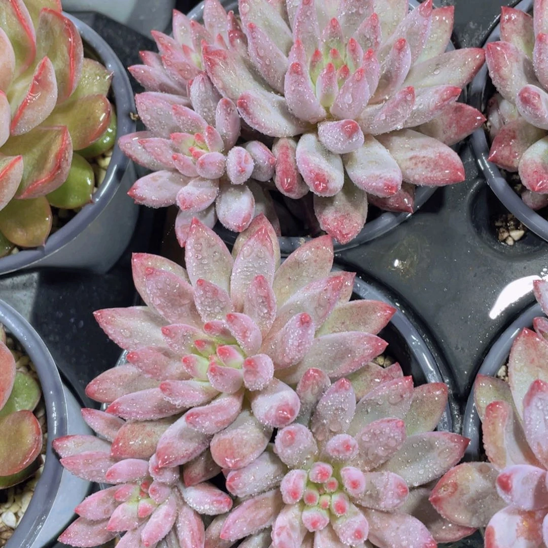 1492号 红体虞美人多头群一个 挑大的发